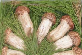 송이버섯,강원도 양양군,가을(9월~11월),지역특산물,트래블아이