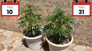 Cannabis Outdoor Grow: Monthly Tips & Timelines for Europe