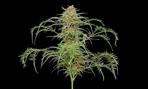 Freakshow! Weed Gets Weird | Cannabis Now