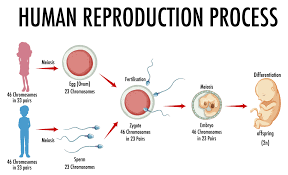 Human reproduction process diagram for fertility evaluation of couples