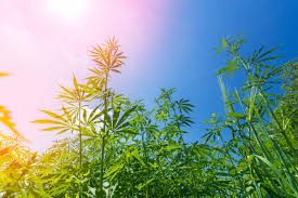 Jamaican Landrace Strains: Unique History of Native Sativas | Verilife