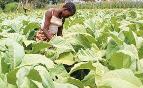 Tanzania: Tobacco Growers Fear Livelihood Is At Stake - allAfrica.com