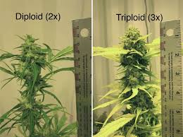 Triploid seeds: more yield, resistance and cannabinoids – Saltón Verde