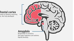 Why do I feel this way? Inside the teenage brain