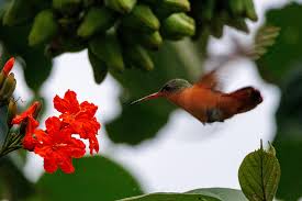 Cinnamon hummingbird spotted in Mexico and Central America