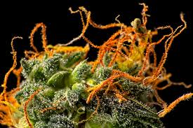 The Development of Cannabis Trichomes | Leafy DOC