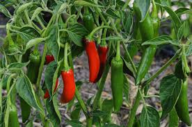 How To Grow And Care For Jalapeños