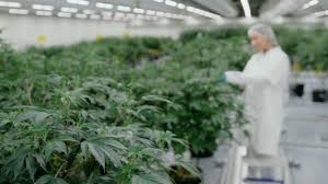 First year of Dutch cannabis pilot project a success | StratCann