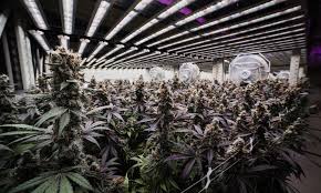 Illuminating the Future of Cannabis Cultivation with Fohse LED Lights |  Cannabis Now