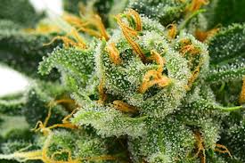 Best Cannabis Strains for a Creative Boost – Lit Dispensary