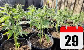 Cannabis Outdoor Grow: Monthly Tips & Timelines for Europe