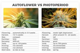 Autoflower vs Photoperiod: Which Is Better?