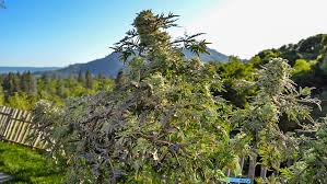 Freakshow! Weed Gets Weird | Cannabis Now