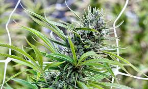How to Grow Blue Dream at Home