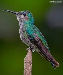 Cinnamon hummingbird spotted in Mexico and Central America