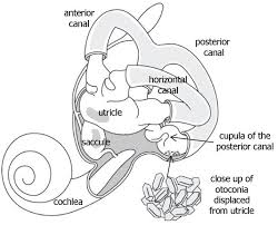 Inner ear anatomy diagram related to vertigo and balance disorders