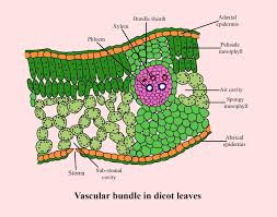 Dicot Leaf Diagram: Structure, Parts & Easy Labels for Class 10, 11
