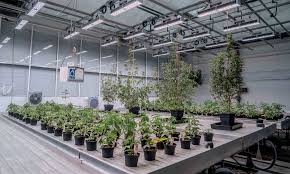 Cannabis Research Tool: Innovations in Cannabis Science | Cannabis Now