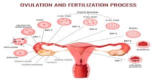 Ovulation and fertilization process diagram for ovulation induction