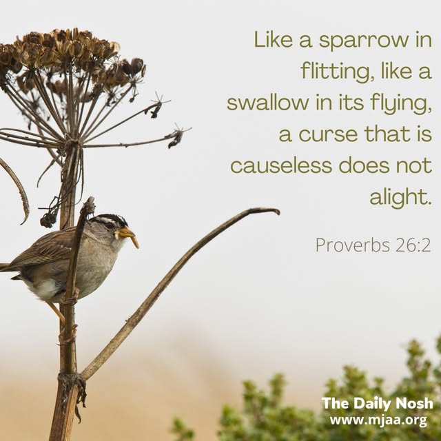www.mjaa.org
The Daily Nosh by Joel Chernoff: Like a sparrow in flitting, like a swallow in its flying, a curse that is causeless does no…