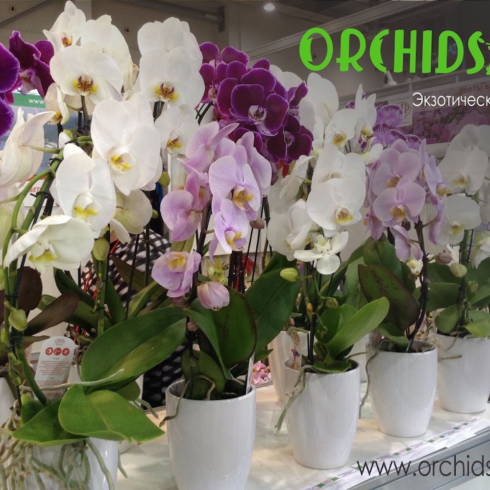 ORCHIDSale