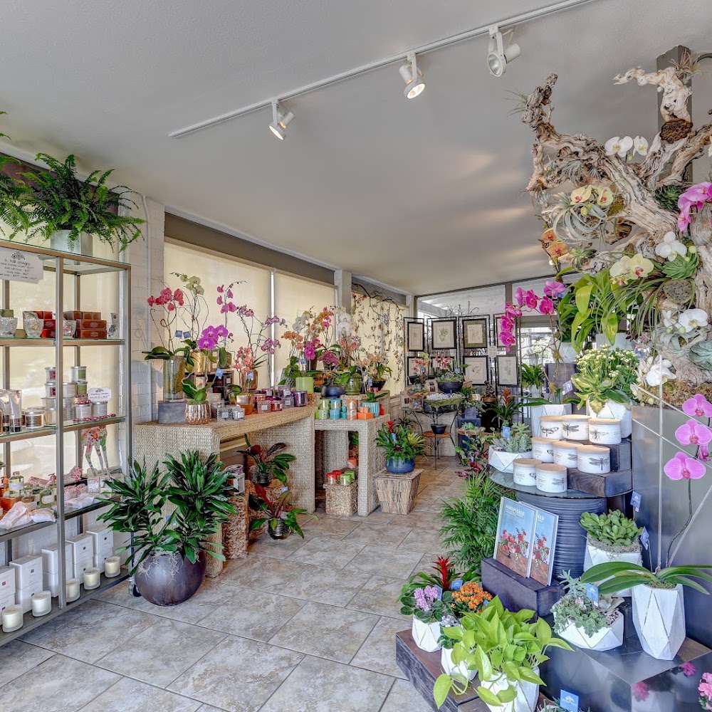 Dr Delphinium Flower & Orchid House