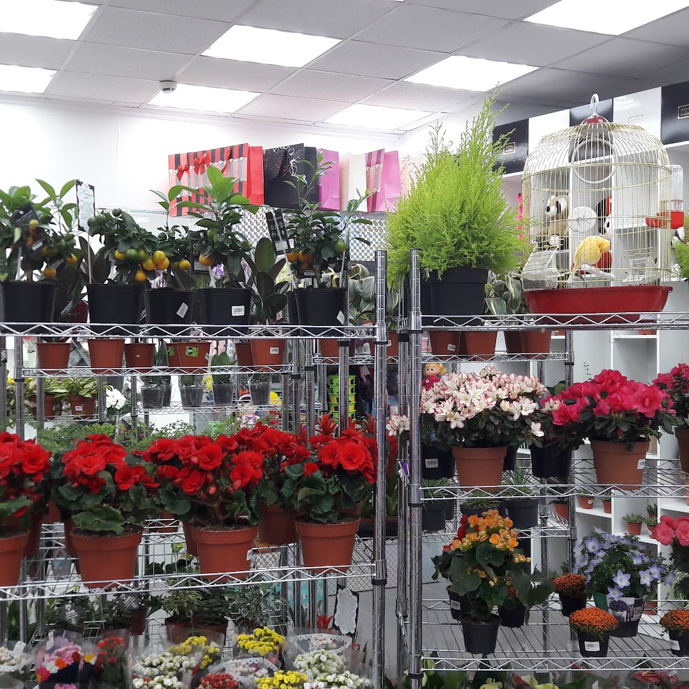 Nazy Flowers