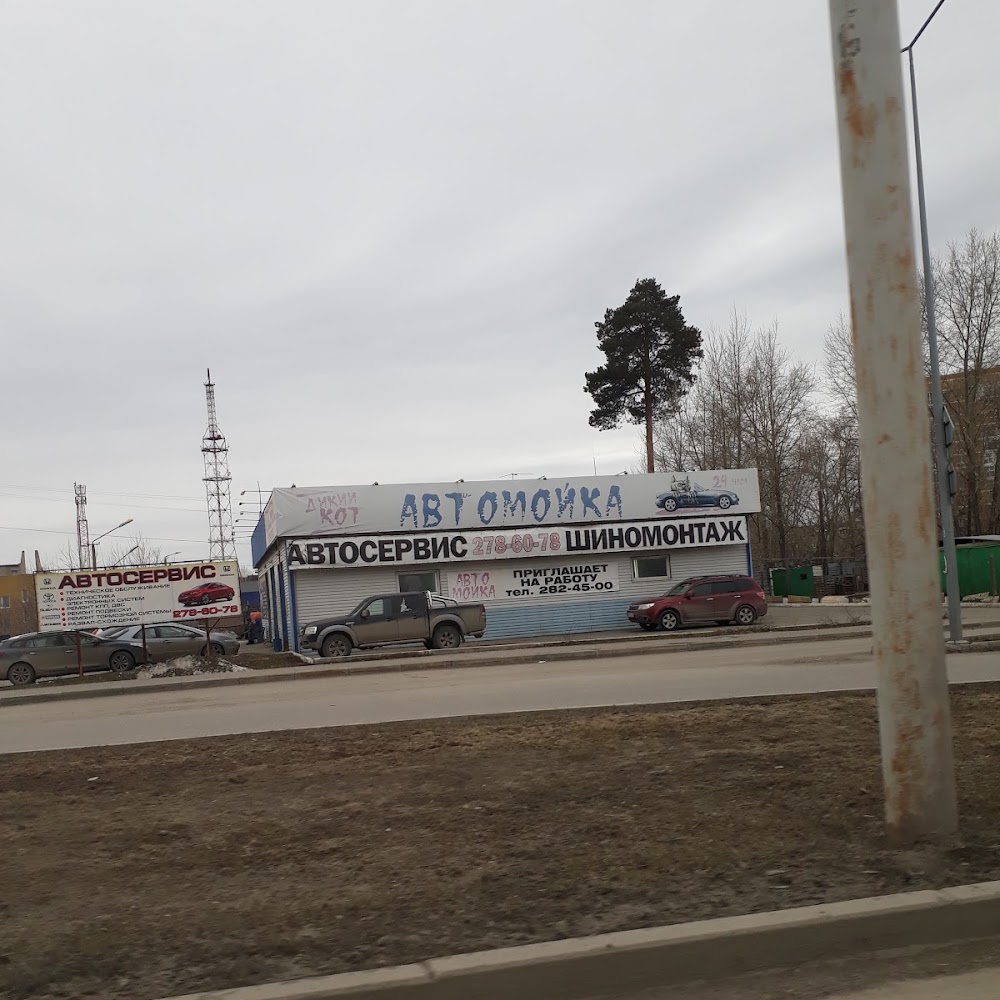 Дикий кот