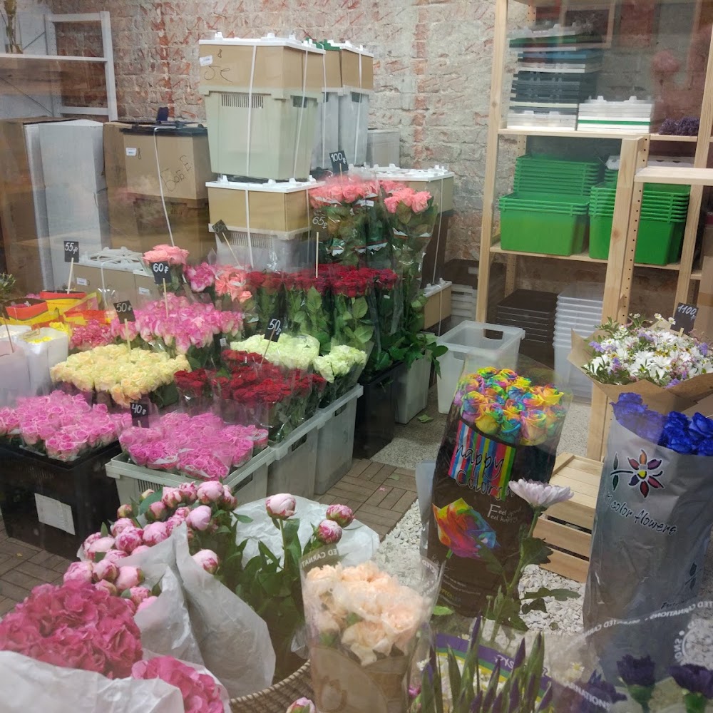 TEDDY FLOWERS