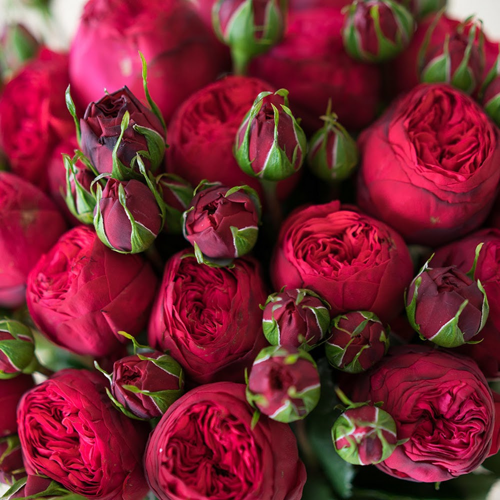 ЦВЕТЫ Pink