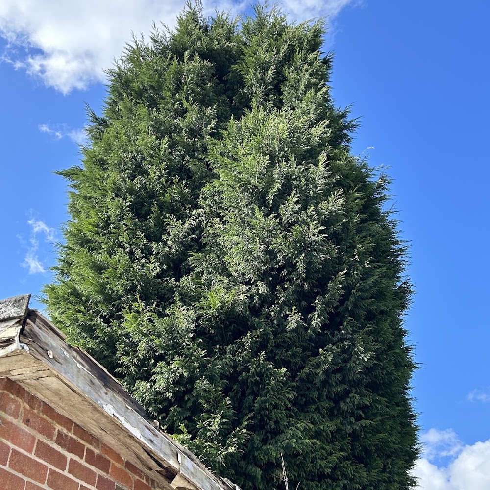 The Gosforth Tree Surgeon