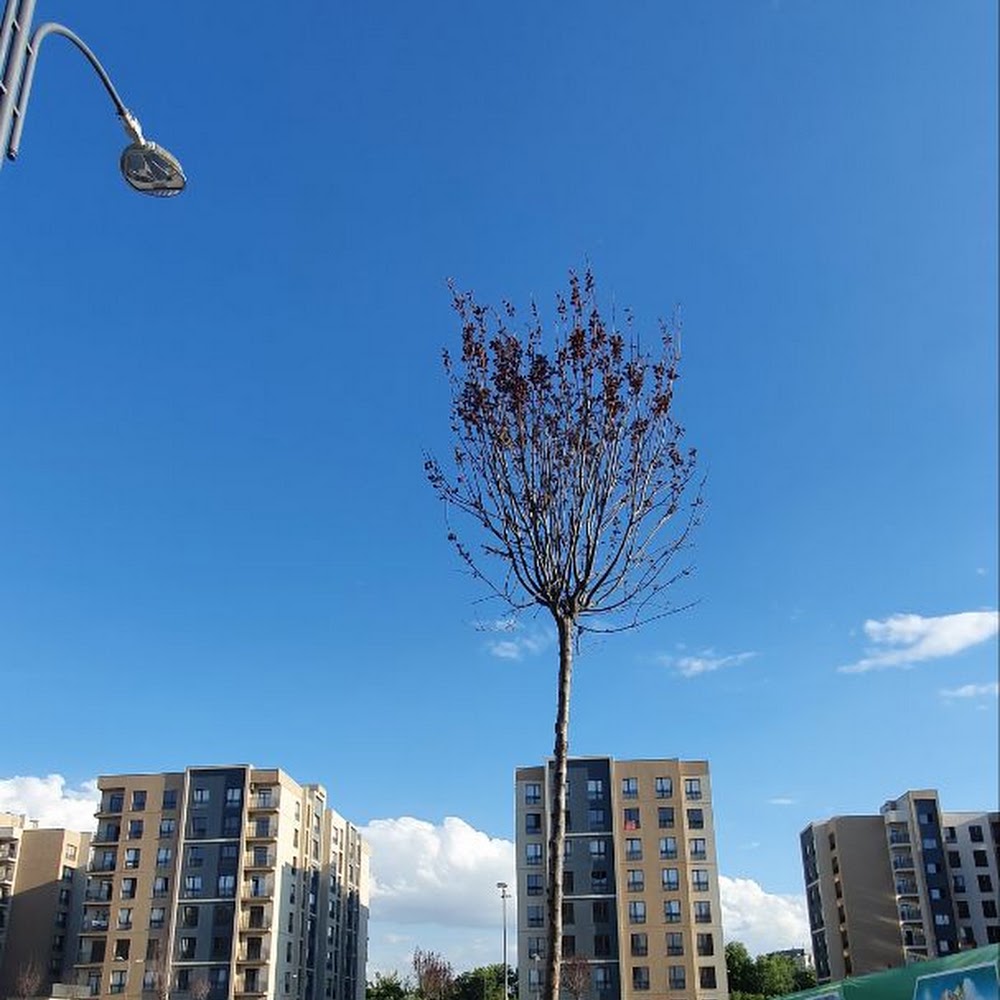 Парковка Olmazor city